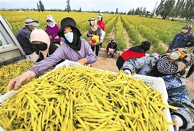     村民們在種植基地采摘黃花菜。