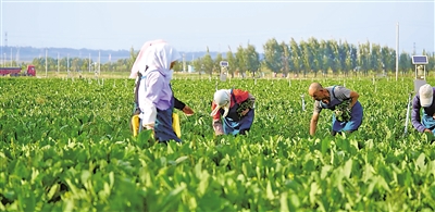     原州區冷涼蔬菜基地是農民增收的希望田野。