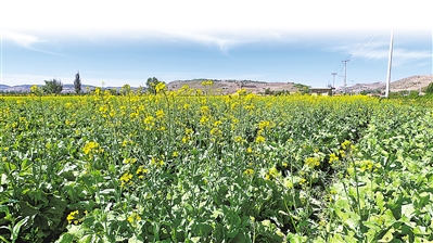     吉強(qiáng)鎮(zhèn)萬(wàn)崖村露地蔬菜標(biāo)準(zhǔn)化種植基地綠色冷涼蔬菜生長(zhǎng)旺盛。