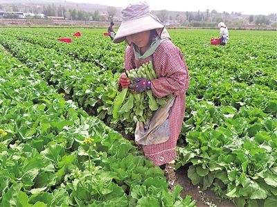     萬(wàn)崖村露地蔬菜標(biāo)準(zhǔn)化種植基地，村民采摘菜心。