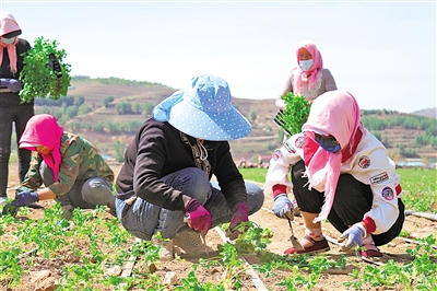     馬蓮村村民在蔬菜基地務(wù)工。