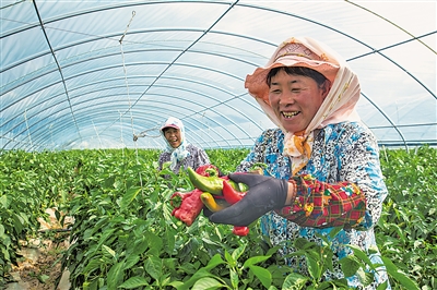     通過土地流轉、入園務工、蔬菜種植帶動農(nóng)民增收。