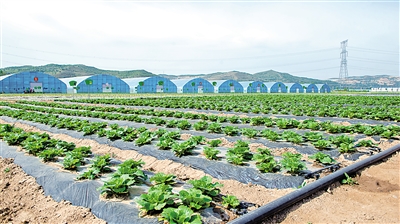     標準化種植確保蔬菜品質。