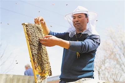 <p>　　固原市涇源縣養蜂專業戶冶連榮檢查蜂群的生長情況。涇源縣把中蜂養殖作為精準脫貧的主導產業來抓，通過“黨支部+合作社+養殖戶（貧困戶）”的發展模式，為1015戶建檔立卡戶打造“短期能增收、長期能致富”的產業脫貧之路，確保如期完成預期脫貧任務。</p>