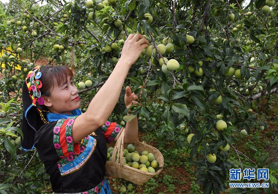 （社會）（1）云南元謀：桃李豐產(chǎn) 農(nóng)民增收