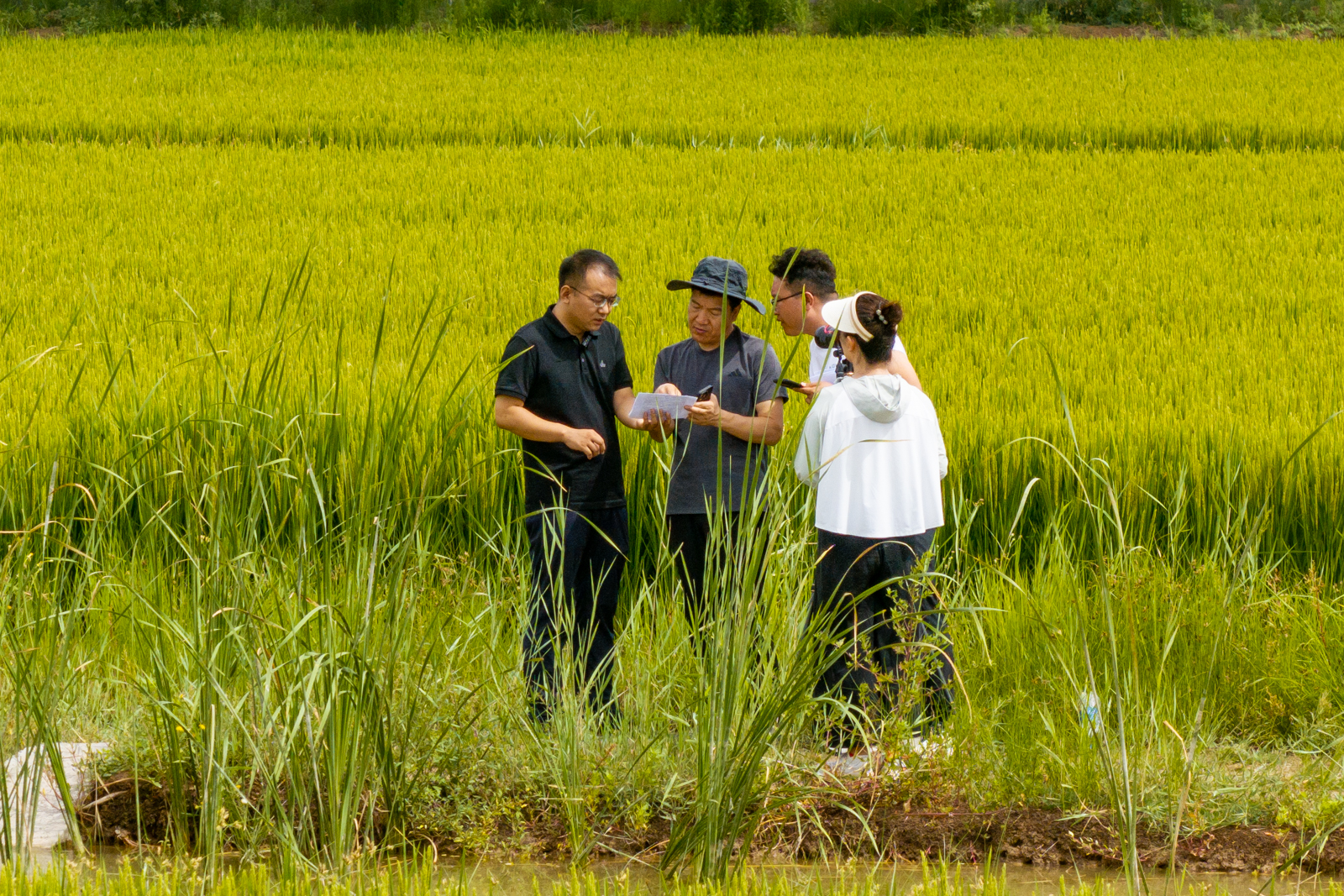 高清大圖 | 稻花飄香！寧夏原糧儲備生產基地水稻長勢喜人