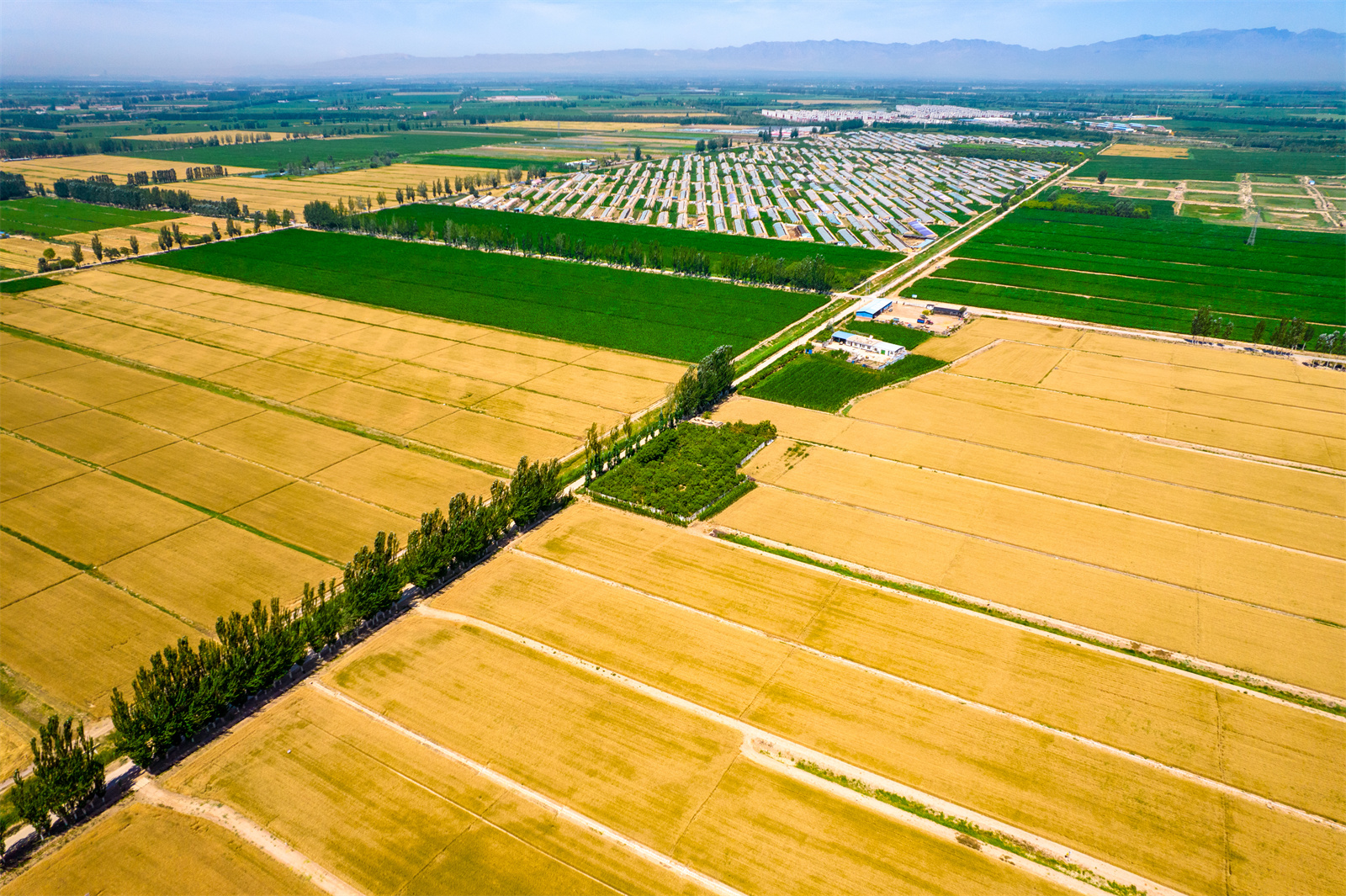 短視頻：探訪寧夏原糧儲備生產基地：保障糧食安全 助力鄉村振興