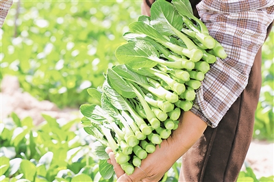     賀蘭縣產的菜心暢銷區內外。